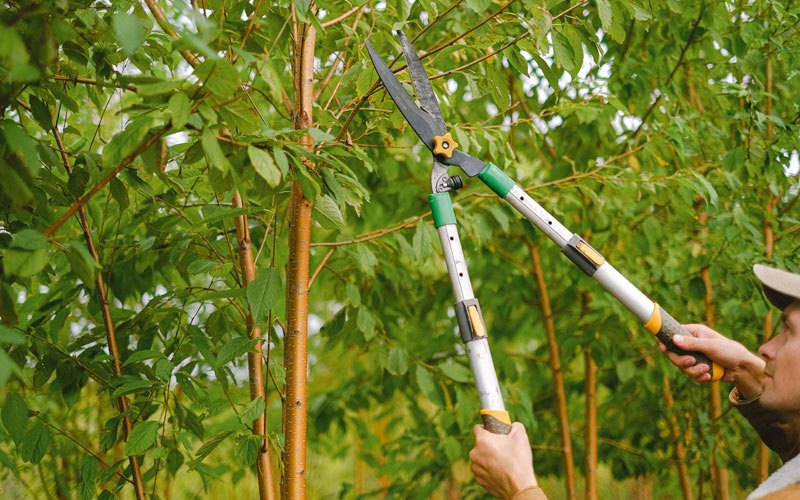 Tree trimming in East Schodack, NY